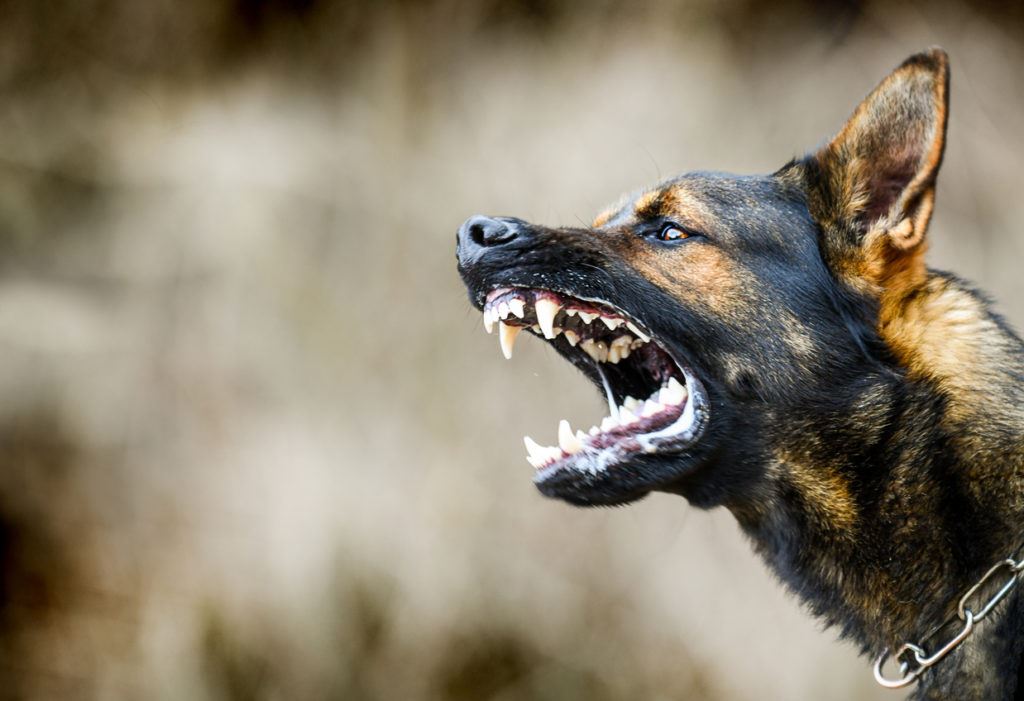 Aggressive dog shows dangerous teeth. German sheperd attack head detail